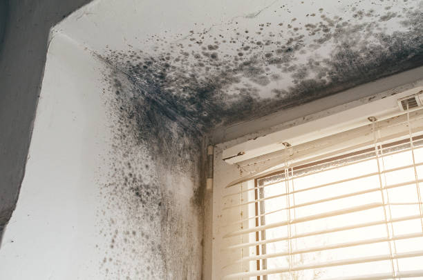 Affordable Mold Remediation solutions in Westwood, MI