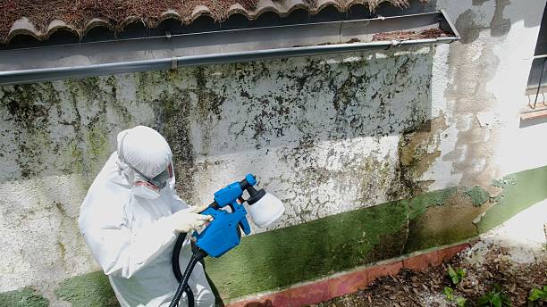 Top rated local Mold Remediation specialists in Westwood, MI